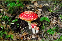 DSCF0141_1