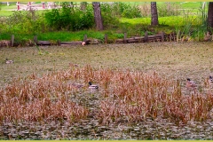 DSCF0146_1