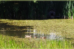 DSCF1731_1
