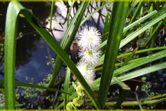 DSCF1748_1
