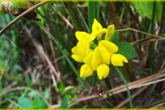 DSCF1754_1