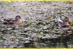 DSCF2055_1