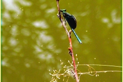 DSCF2222_1