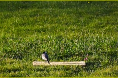 DSCF8791_1