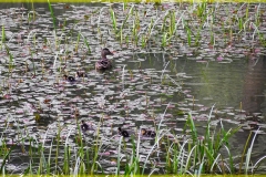 DSCF8865_1