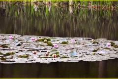 DSCF8873_1