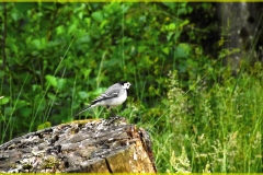 DSCF8908_1