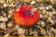 schnsee_pilz_gefroren1