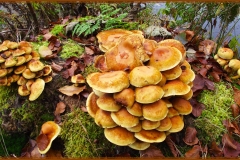 schnsee_pilze_gefroren1